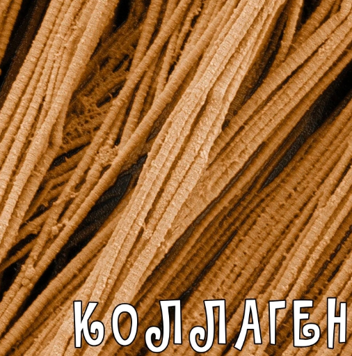 [Валерий Подрубаев] Коллаген от А до Я (2023)_0.png